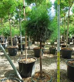 Jardintropic - Casuarina cunninghamiana (filao) pot de 25l- 125/150cm