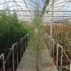 Jardintropic - Casuarina cunninghamiana (filao) pot de 35l - 150/175cm Clearance
