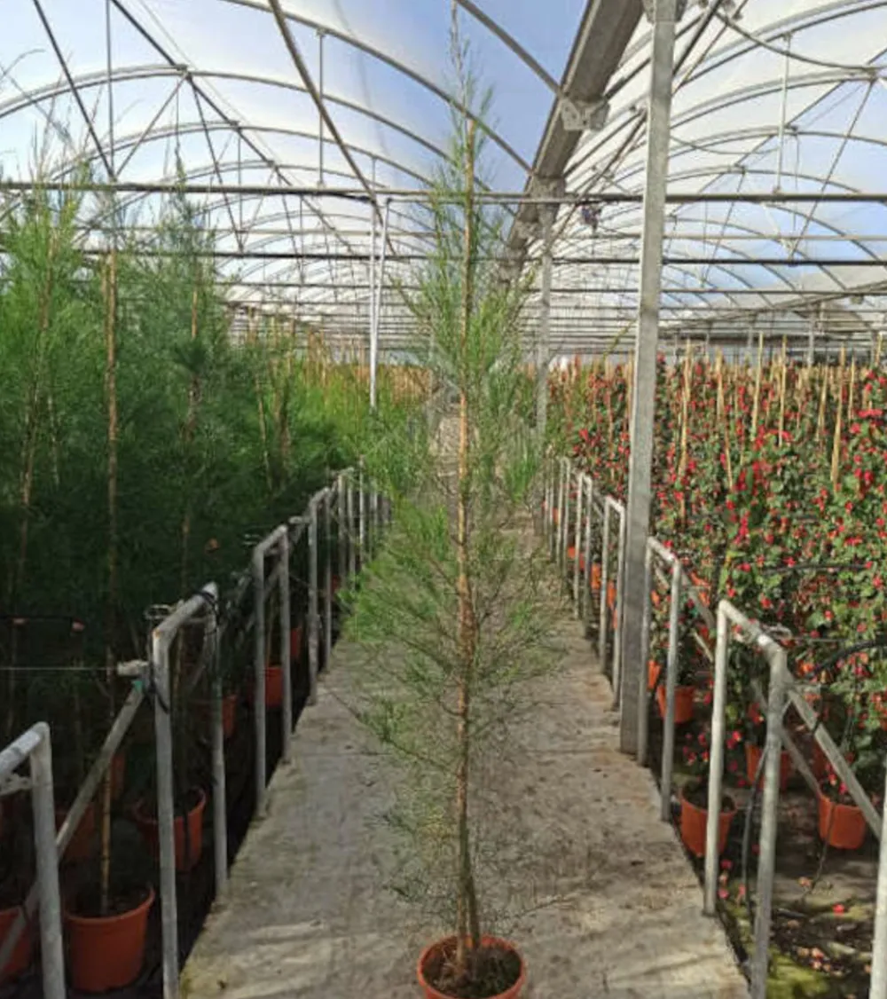 Jardintropic - Casuarina cunninghamiana (filao) pot de 35l - 150/175cm Clearance
