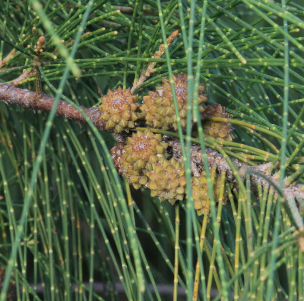 Jardintropic - Casuarina cunninghamiana (filao) pot de 35l - 150/175cm Clearance