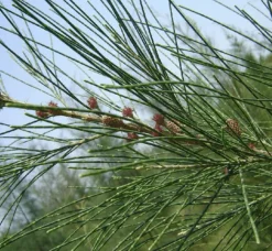 Jardintropic - Casuarina cunninghamiana (filao) pot de 35l - 150/175cm Clearance