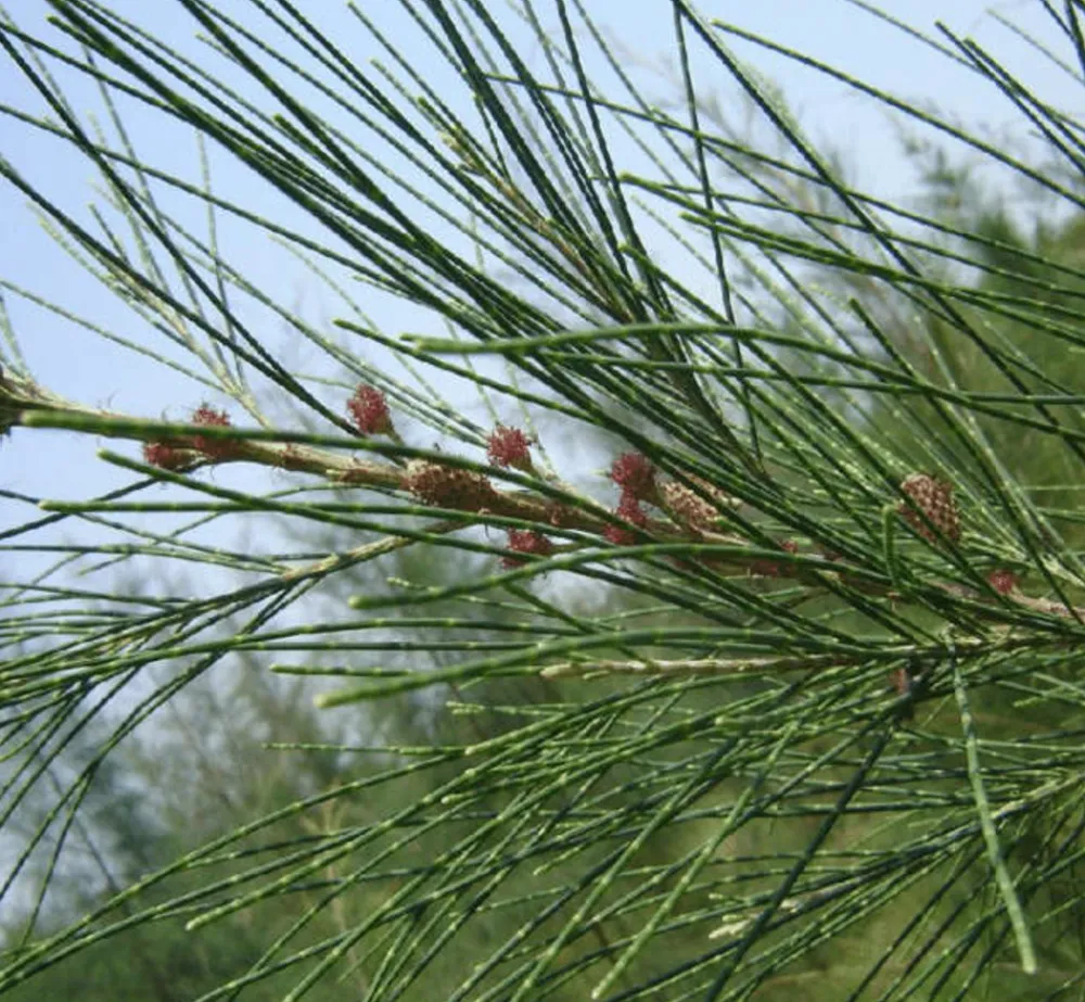 Jardintropic - Casuarina cunninghamiana (filao) pot de 35l - 150/175cm Clearance