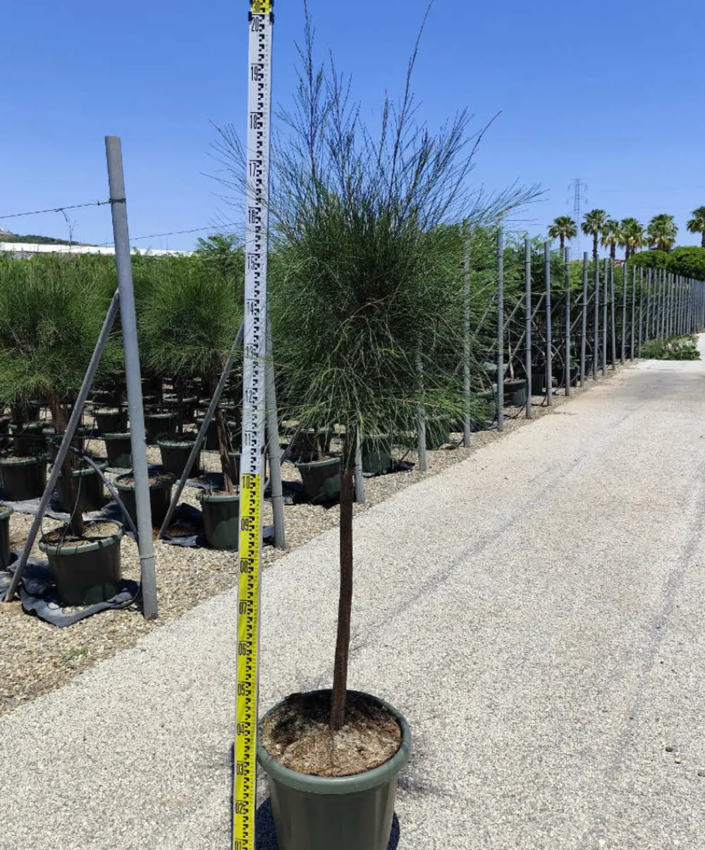 Jardintropic - Casuarina cunninghamiana (filao) pot de 35l - 150/175cm Clearance