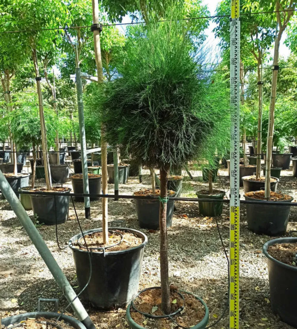 Jardintropic - Casuarina cunninghamiana (filao) pot de 35l - 150/175cm Clearance