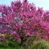 Jardintropic Arbres Et Arbustes | - Cercis siliquastrum (arbre de judée) pot de 6 litres - 140/150cm -