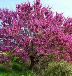 Jardintropic Arbres Et Arbustes | - Cercis siliquastrum (arbre de judée) pot de 6 litres - 140/150cm -