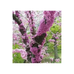 Jardintropic Arbres Et Arbustes | - Cercis siliquastrum (arbre de judée) pot de 6 litres - 140/150cm -