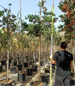 Jardintropic Arbres Et Arbustes | - Cercis siliquastrum (arbre de judée) pot de 6 litres - 140/150cm -