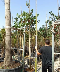Jardintropic Arbres Et Arbustes | - Cercis siliquastrum (arbre de judée) pot de 6 litres - 140/150cm -