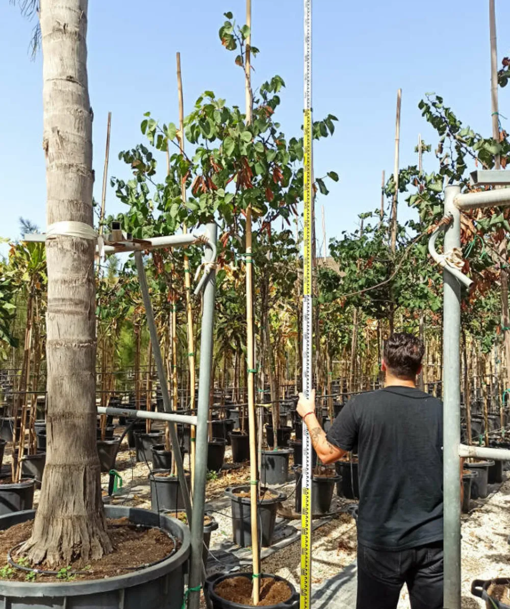 Jardintropic Arbres Et Arbustes | - Cercis siliquastrum (arbre de judée) pot de 6 litres - 140/150cm -