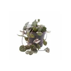 Jardintropic - Ceropegia woodii (chaîne des coeurs) jeune plante Online
