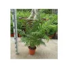 Jardintropic - Chamaedorea elegans (chamédorée - palmier de montagne) pot de 4 litres - 80/100 cm Outlet