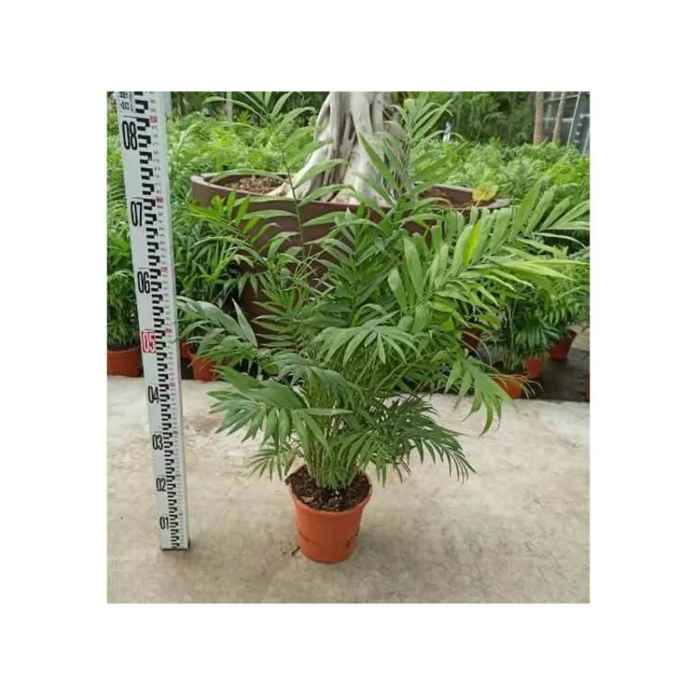 Jardintropic - Chamaedorea elegans (chamédorée - palmier de montagne) pot de 4 litres - 80/100 cm Outlet