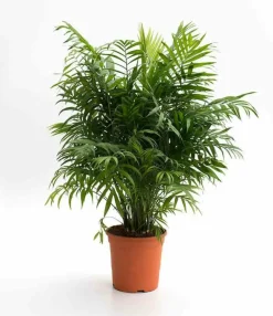 Jardintropic - Chamaedorea elegans (chamédorée - palmier de montagne) pot de 4 litres - 80/100 cm Outlet
