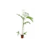Jardintropic - Chamaedorea seifrizii (palmier nain de seifriz) specimen pot de 45l - 200/225cm Online