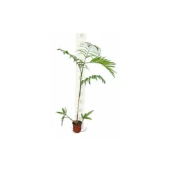Jardintropic - Chamaedorea seifrizii (palmier nain de seifriz) specimen pot de 45l - 200/225cm Online