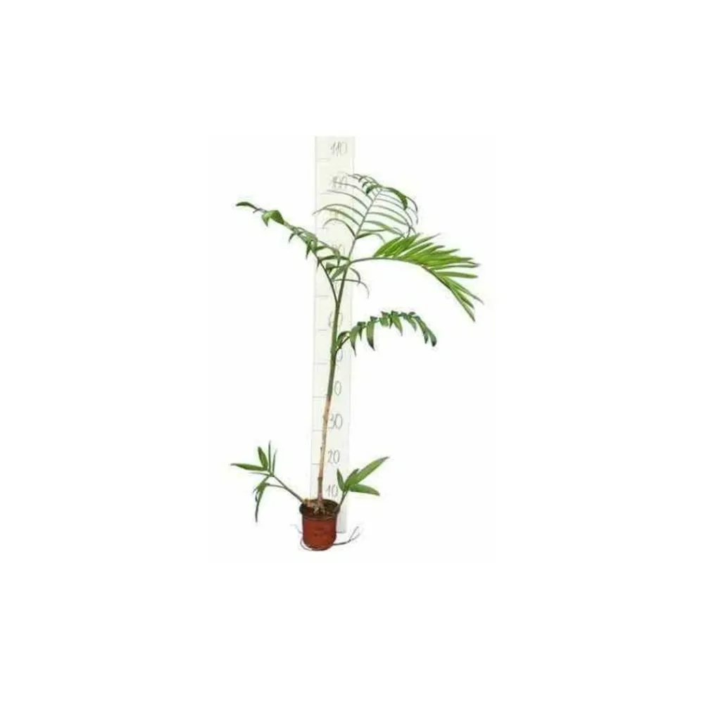 Jardintropic - Chamaedorea seifrizii (palmier nain de seifriz) specimen pot de 45l - 200/225cm Online