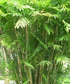 Jardintropic - Chamaedorea seifrizii (palmier nain de seifriz) specimen pot de 45l - 200/225cm Online