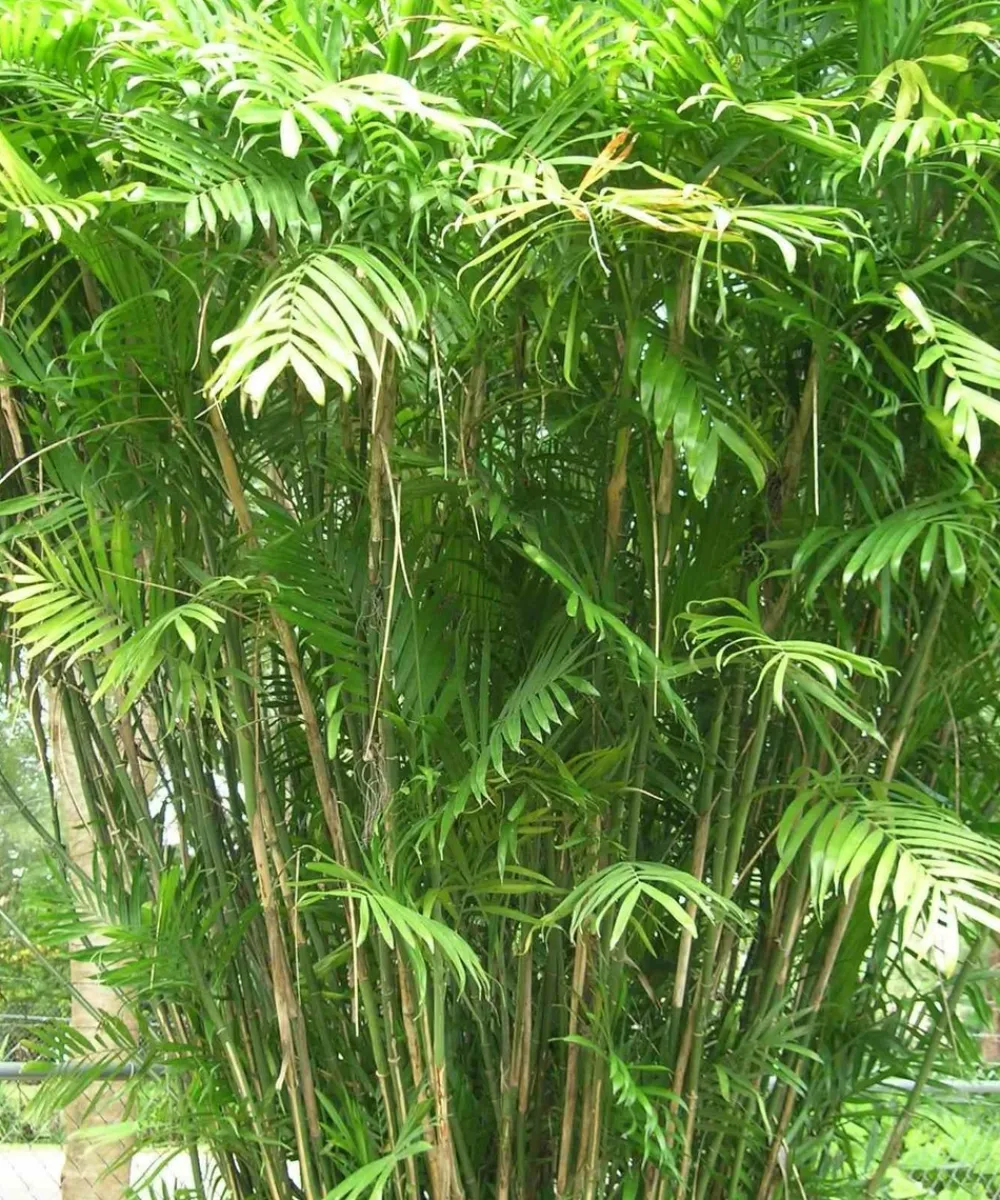 Jardintropic - Chamaedorea seifrizii (palmier nain de seifriz) specimen pot de 45l - 200/225cm Online
