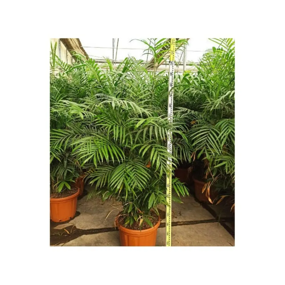 Jardintropic - Chamaedorea seifrizii (palmier nain de seifriz) specimen pot de 45l - 200/225cm Online