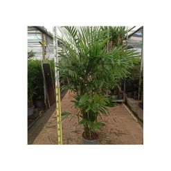 Jardintropic - Chamaedorea seifrizii (palmier nain de seifriz) pot de 70l 200/225cm Sale