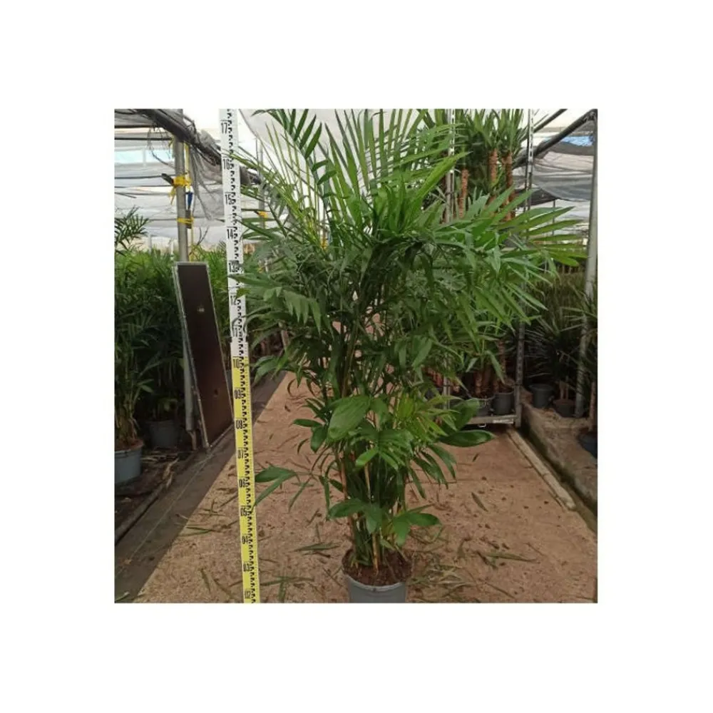 Jardintropic - Chamaedorea seifrizii (palmier nain de seifriz) pot de 70l 200/225cm Sale