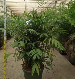 Jardintropic - Chamaedorea seifrizii (palmier nain de seifriz) pot de 70l 200/225cm Sale