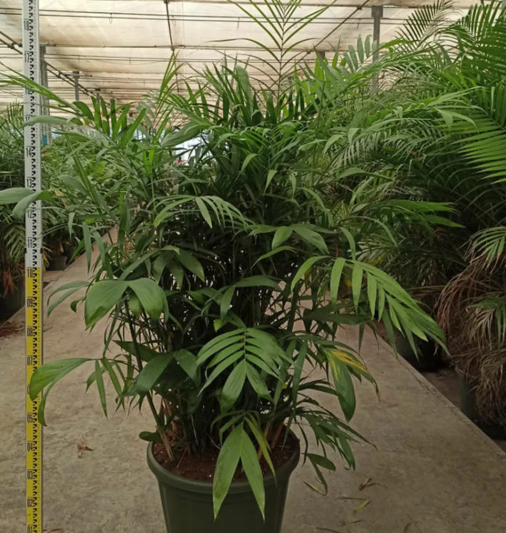 Jardintropic - Chamaedorea seifrizii (palmier nain de seifriz) pot de 70l 200/225cm Sale