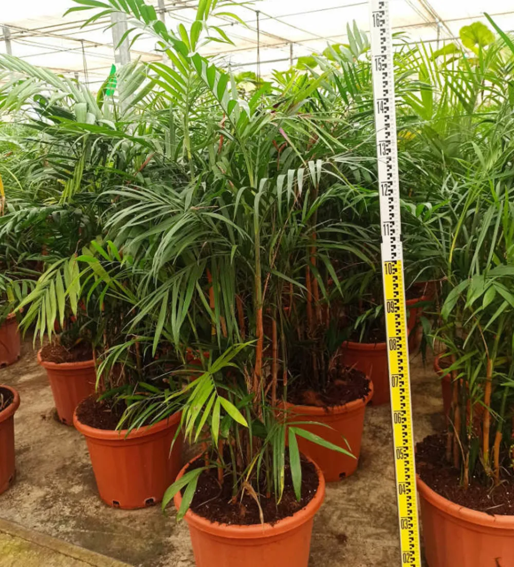 Jardintropic - Chamaedorea seifrizii (palmier nain de seifriz) pot de 70l 200/225cm Sale
