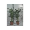 Jardintropic - Chrysalidocarpus lutescens (aréca, palmier d'arec, palmier doré) pot de 1 litre -10/30 cm Hot