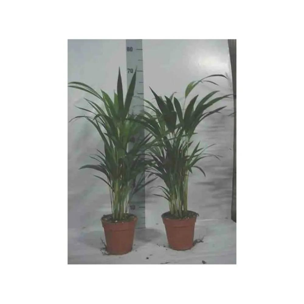 Jardintropic - Chrysalidocarpus lutescens (aréca, palmier d'arec, palmier doré) pot de 1 litre -10/30 cm Hot