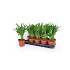 Jardintropic - Chrysalidocarpus lutescens (aréca, palmier d'arec, palmier doré) pot de 1 litre -10/30 cm Hot