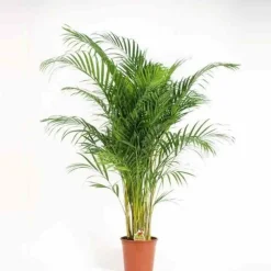 Jardintropic - Chrysalidocarpus lutescens (aréca, palmier d'arec, palmier doré) pot de 7 litres ? 80/100 cm Best