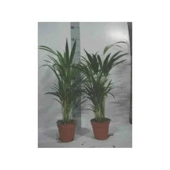 Jardintropic Palmiers D’Intérieur | - Chrysalidocarpus lutescens (aréca, palmier d'arec, palmier doré) pot de 2 litres ? 40/60 cm