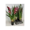 Jardintropic Arbres Et Arbustes | - Cymbidium hybride rouge pot de 1 litre ? 60/80cm