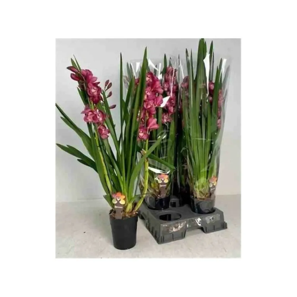 Jardintropic Arbres Et Arbustes | - Cymbidium hybride rouge pot de 1 litre ? 60/80cm