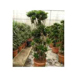 Jardintropic - Dracaena deremensis 'compacta' (dragonnier) pot de 35l - groupe - 80/100cm Discount