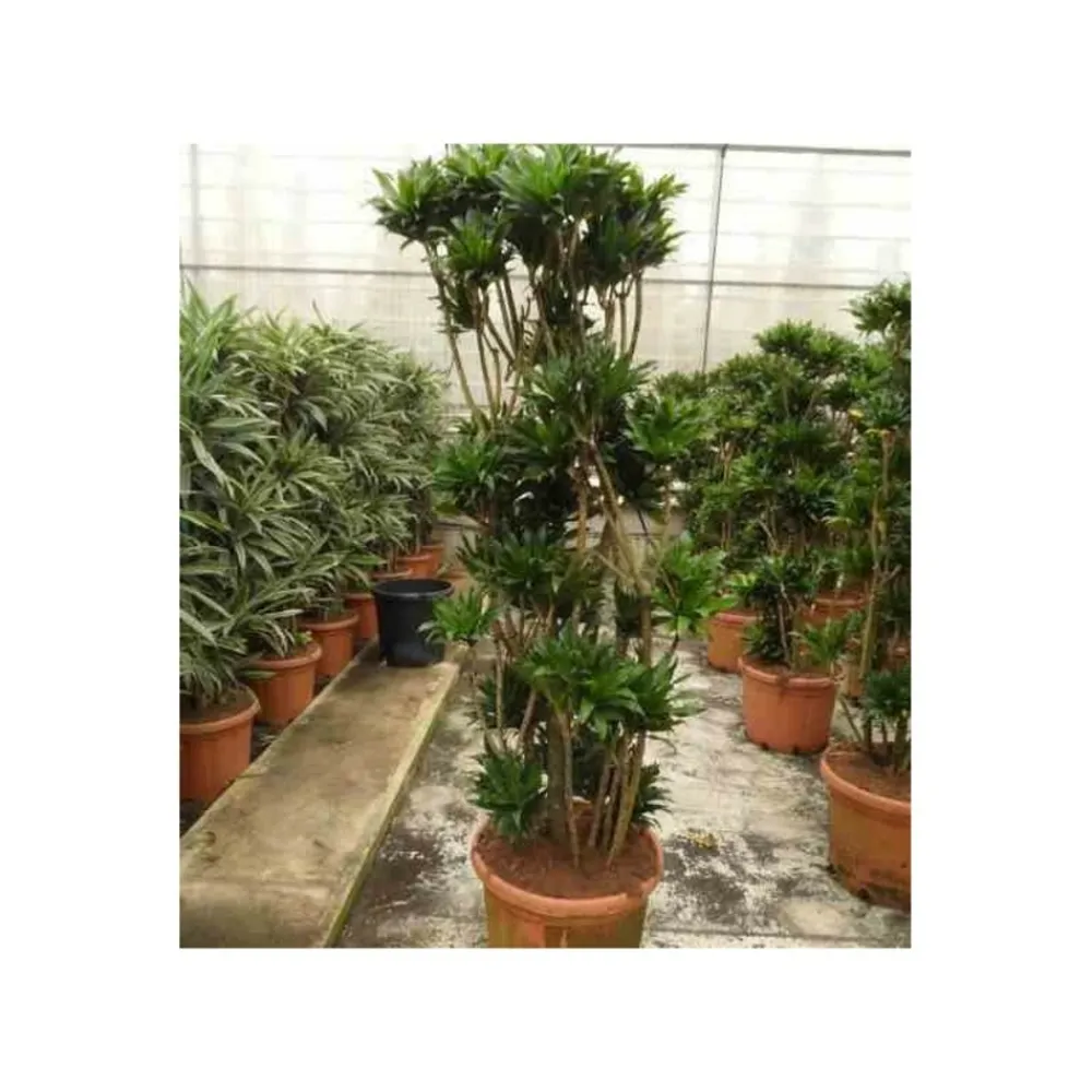 Jardintropic - Dracaena deremensis 'compacta' (dragonnier) pot de 35l - groupe - 80/100cm Discount