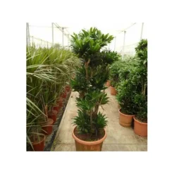 Jardintropic - Dracaena deremensis 'compacta' (dragonnier) pot de 35l - groupe - 80/100cm Discount