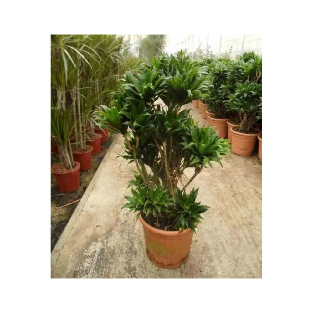 Jardintropic - Dracaena deremensis 'compacta' (dragonnier) pot de 35l - groupe - 80/100cm Discount