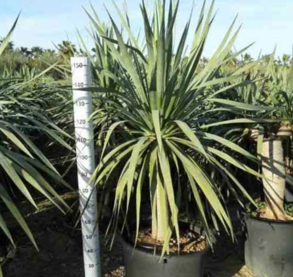 Jardintropic - Dracaena draco (dragonnier des canaris) pot de 25l - 80/100cm