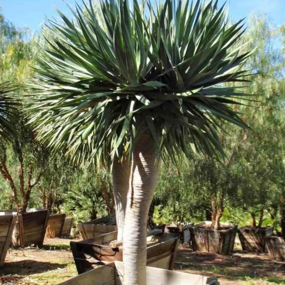 Jardintropic - Dracaena draco (dragonnier des canaris) pot de 25l - 80/100cm
