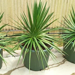 Jardintropic - Dracaena draco (dragonnier des canaris) pot de 25l - 80/100cm