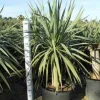 Jardintropic - Dracaena draco (dragonnier des canaris) pot de 80l - tronc de 50/60 cm - 125/150cm