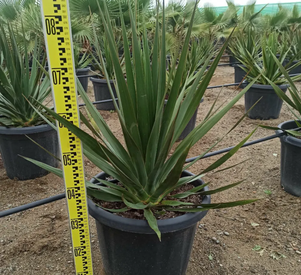 Jardintropic - Dracaena draco (dragonnier des canaris) pot de 80l - tronc de 50/60 cm - 125/150cm