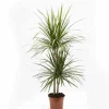 Jardintropic - Dracaena marginata 'vert' (dragonnier) pot de 50l - 150/175cm Hot