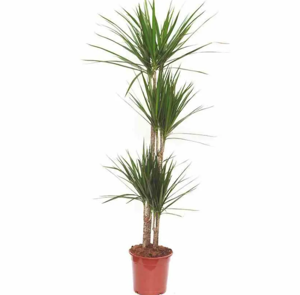 Jardintropic - Dracaena marginata 'vert' (dragonnier) pot de 50l - 150/175cm Hot