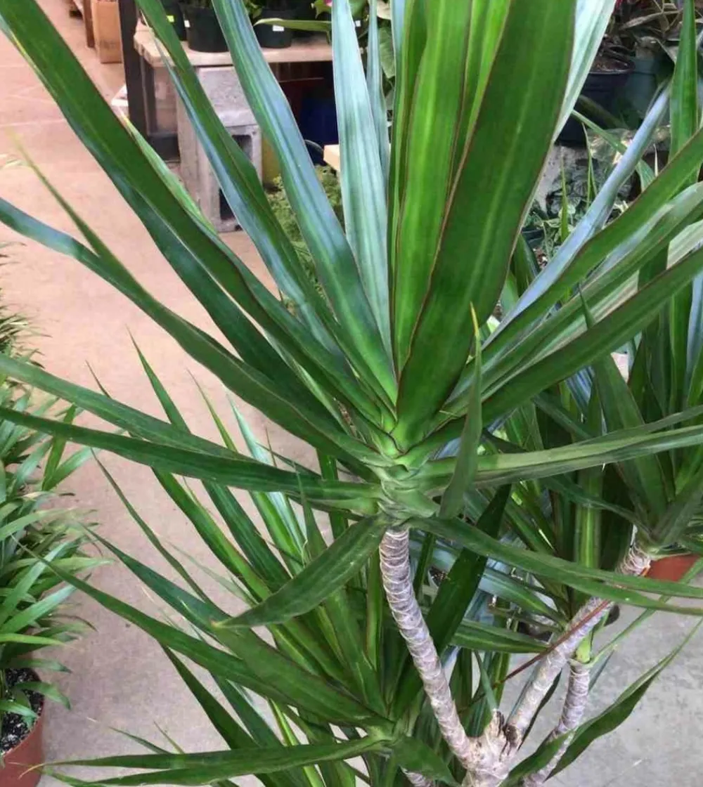 Jardintropic - Dracaena marginata 'vert' (dragonnier) pot de 6l - 4 pieds - 110/130cm New