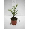 Jardintropic - Dypsis decaryi (palmier trièdre) pot de 40 litres - 140/160 cm Best