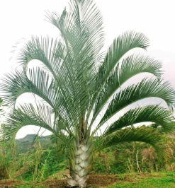 Jardintropic - Dypsis decaryi (palmier trièdre) pot de 40 litres - 140/160 cm Best